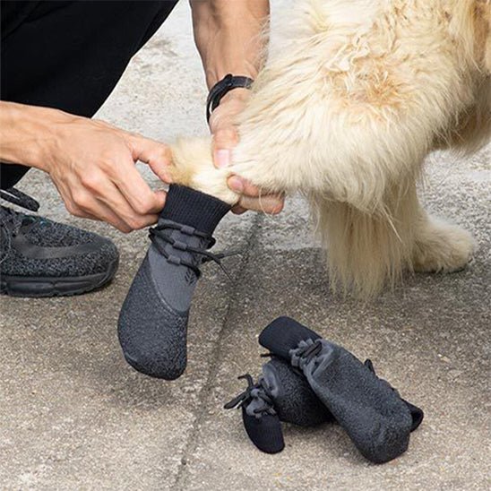 Chaussure chien | Caniboot - empire chien