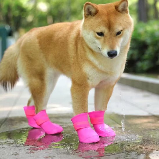 Chaussure chien | chausToutou - empire chien