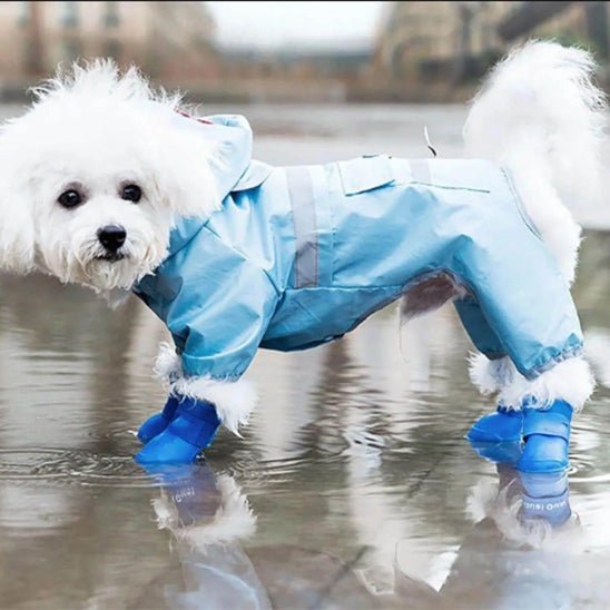 Chaussure chien | chausToutou - empire chien