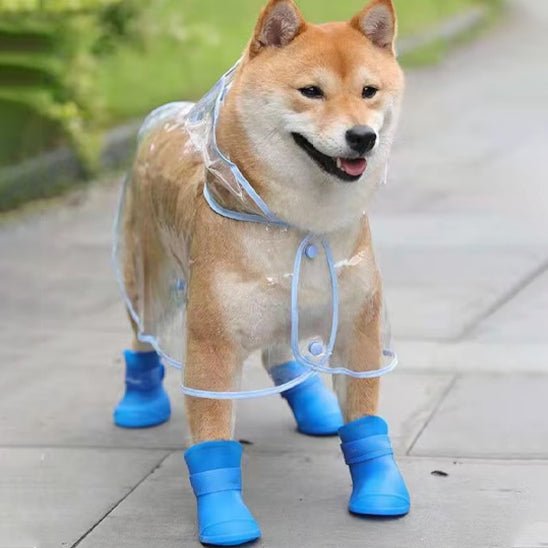 Chaussure chien | chausToutou - empire chien