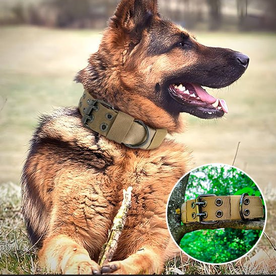 Collier chien | Bravox - empire chien