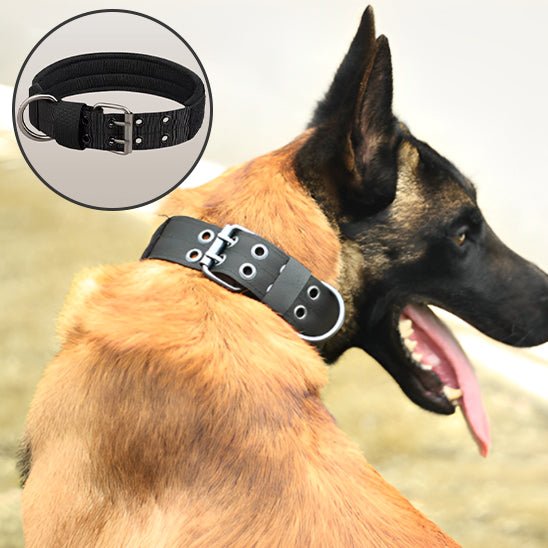 Collier chien | Bravox - empire chien