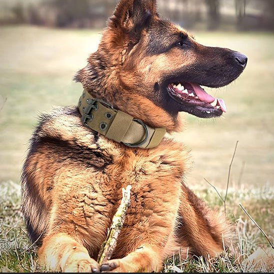 Collier chien | Bravox - empire chien
