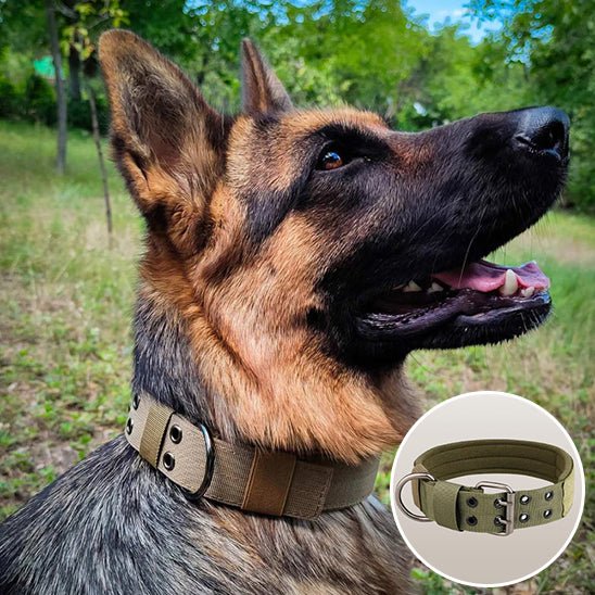 Collier chien | Bravox - empire chien