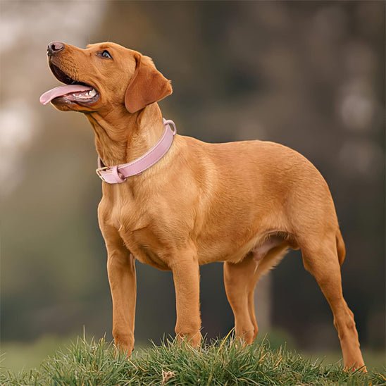 Collier chien | ColliChic - empire chien