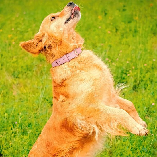 Collier chien | ColliChic - empire chien