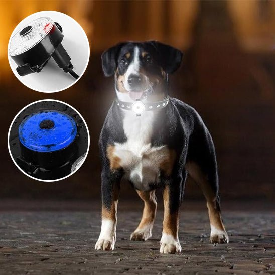 Collier chien | LumiCollier - empire chien