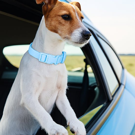 Collier chien | Macacollier - empire chien