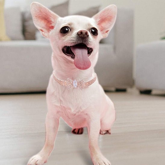 Collier chien | MiniLuxe - empire chien