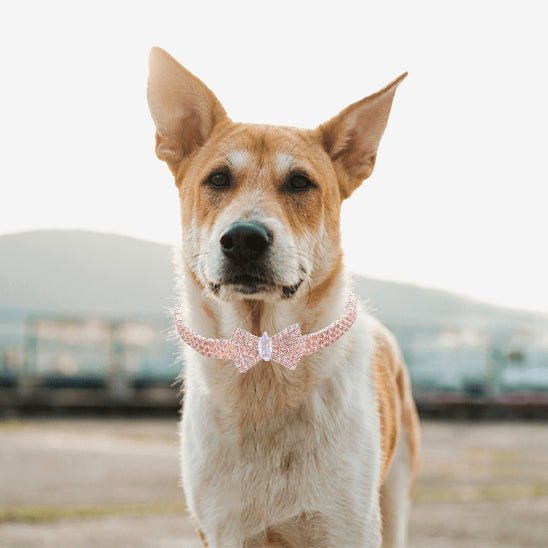Collier chien | MiniLuxe - empire chien