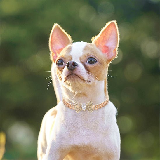 Collier chien | MiniLuxe - empire chien