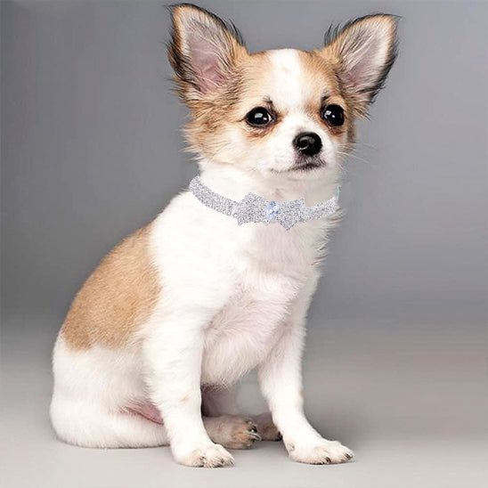 Collier chien | MiniLuxe - empire chien