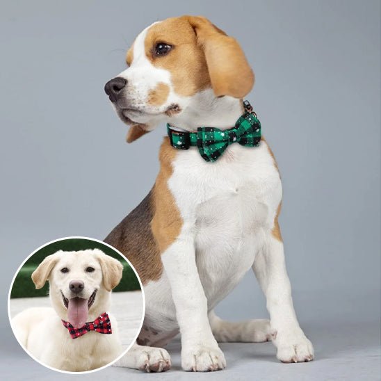 Collier chien | Noëlichien - empire chien