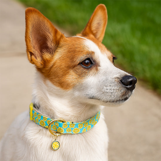 collier chien tres joli