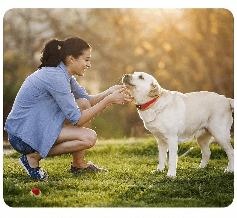 Collier gps chien | GPSChien - empire chien