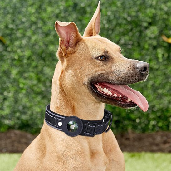 Collier gps chien | Locanimo - empire chien