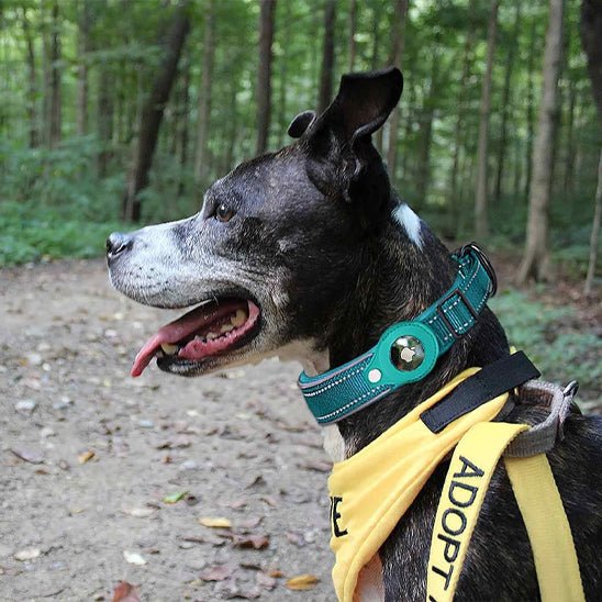 Collier gps chien | Locanimo - empire chien