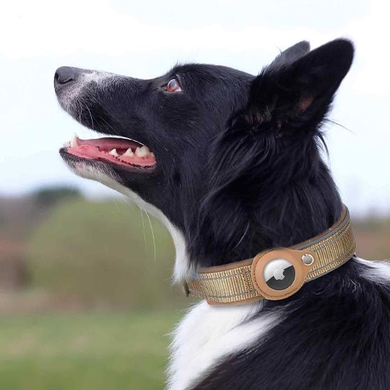 Collier gps chien | Locanimo - empire chien