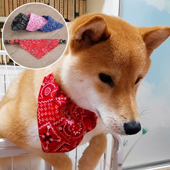 Collier pour chien | Bandanou - empire chien