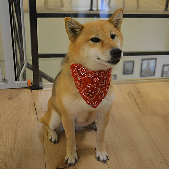 Collier pour chien | Bandanou - empire chien
