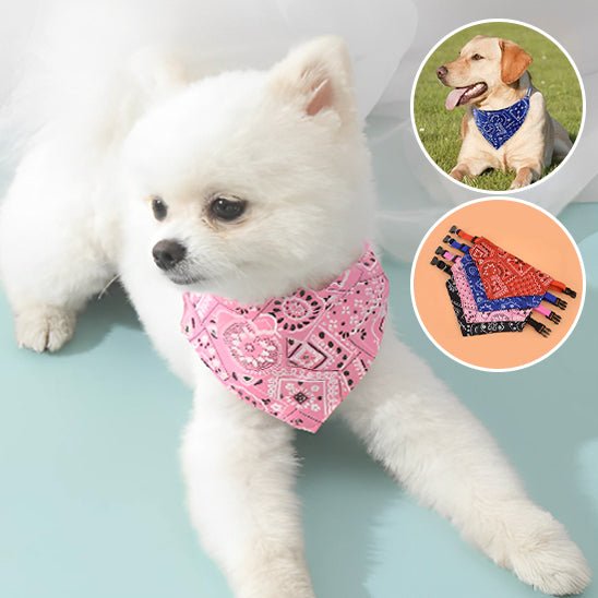Collier pour chien | Bandanou - empire chien