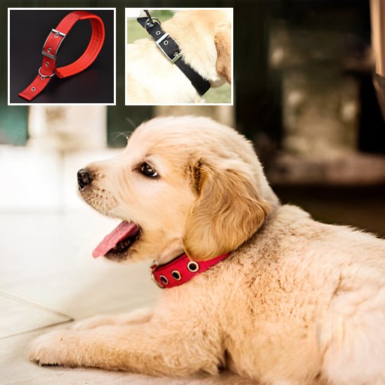 Collier pour chien | Collierzen - empire chien