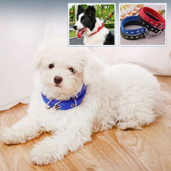 Collier pour chien | Collierzen - empire chien