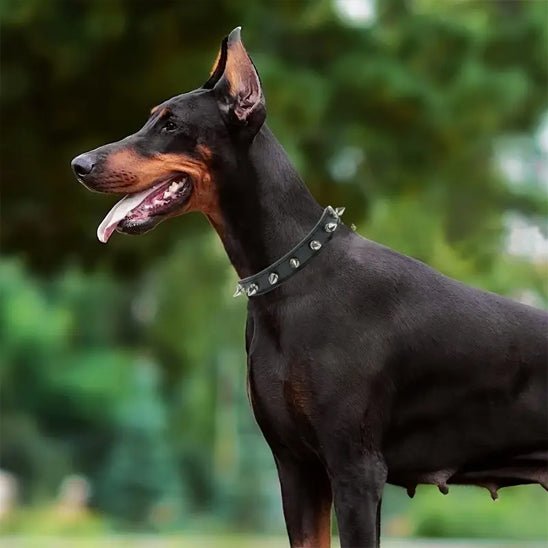 Collier pour chien | Collipik - empire chien
