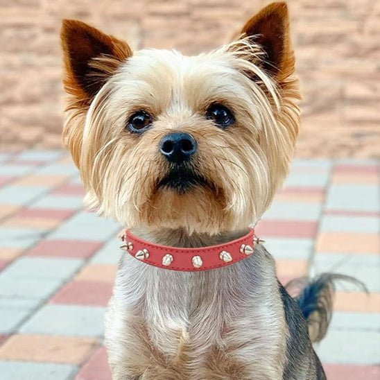 Collier pour chien | Collipik - empire chien