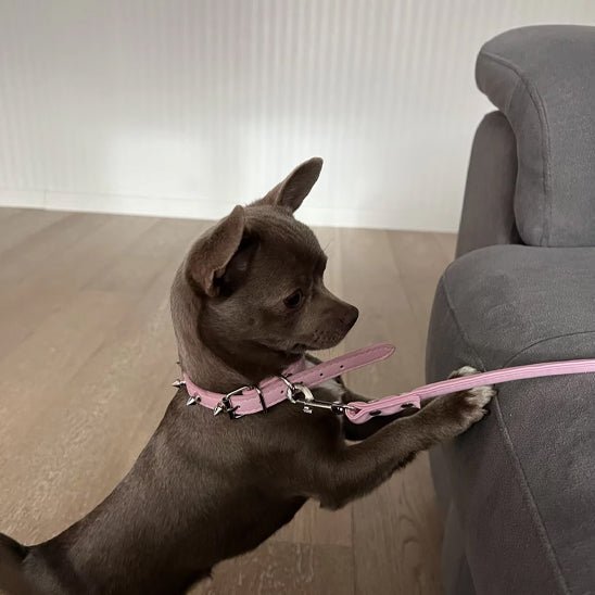 Collier pour chien | Collipik - empire chien