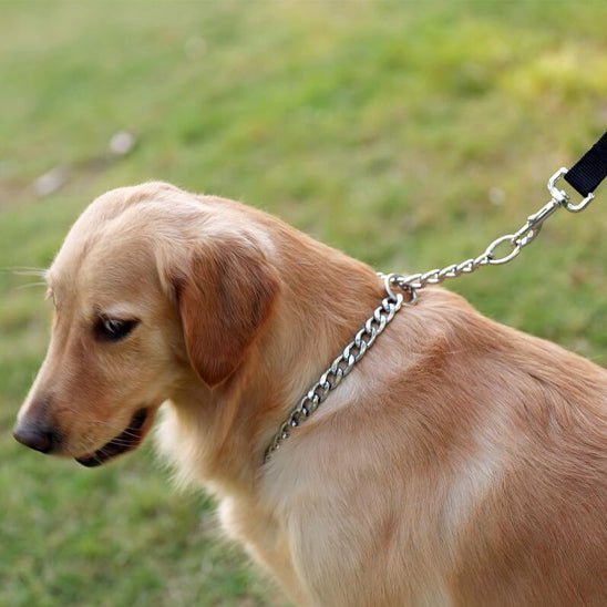 Collier pour chien | Fermaxi - empire chien