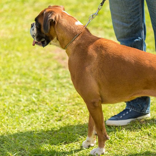 Collier pour chien | Fermaxi - empire chien