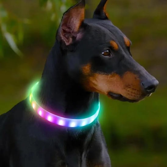 Collier pour chien | Flashi - empire chien