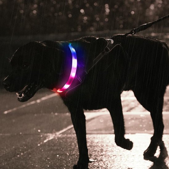 Collier pour chien | Flashi - empire chien