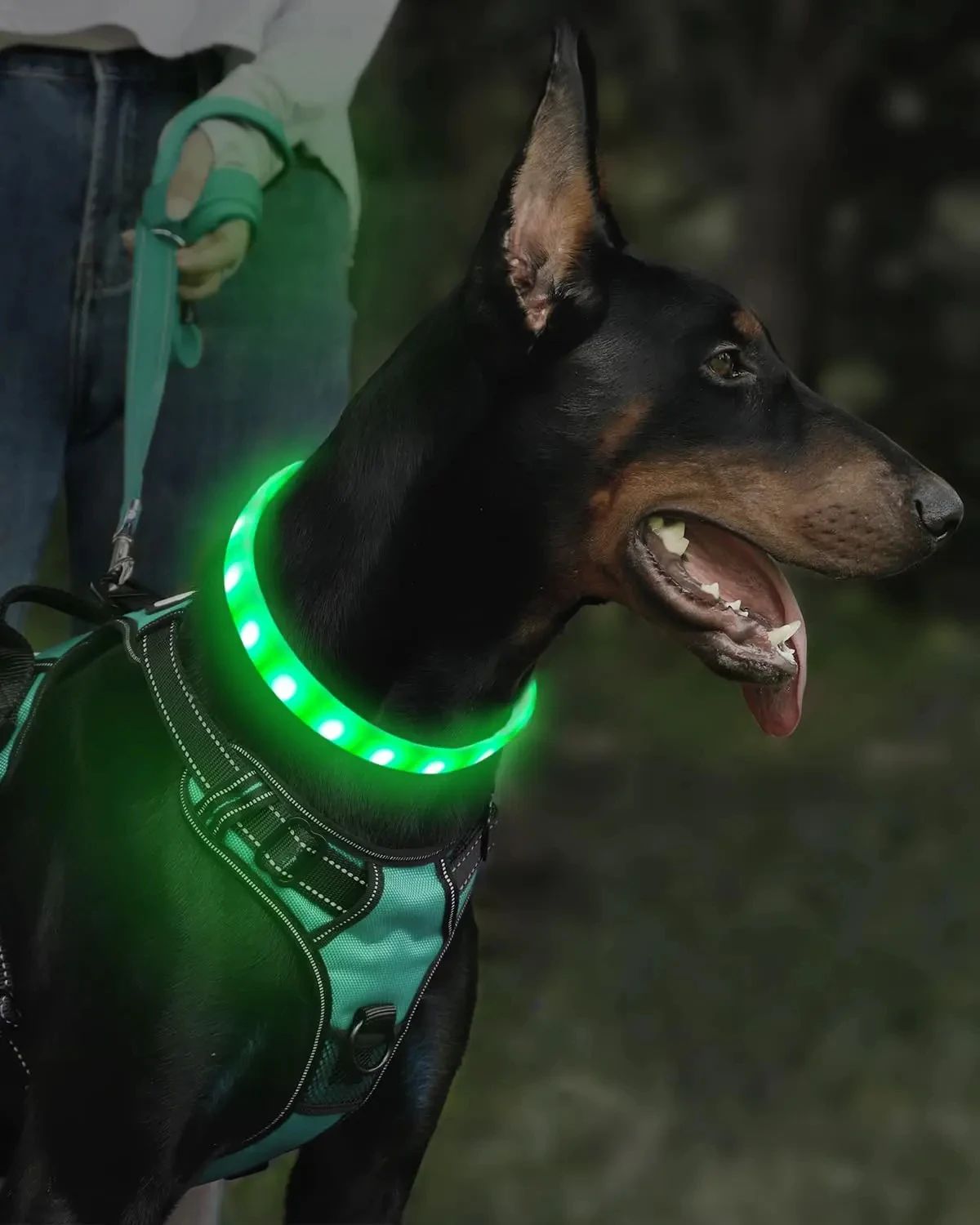 Collier pour chien | Flashi - empire chien