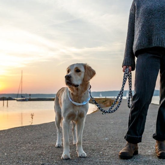 Collier pour chien | Flashi - empire chien