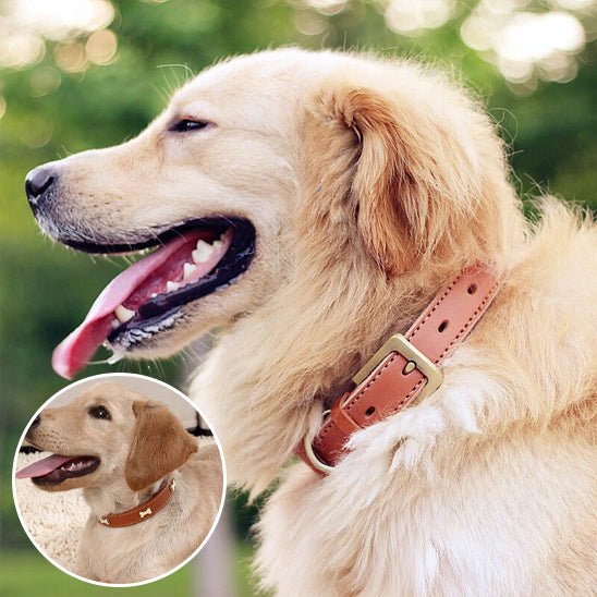 Collier pour chien | Patcuir - empire chien