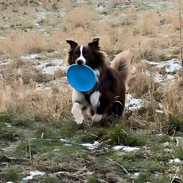 FlyDogâą - Bleu - empire chien