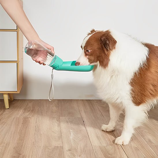Gourde pour chien | Gourdog - empire chien