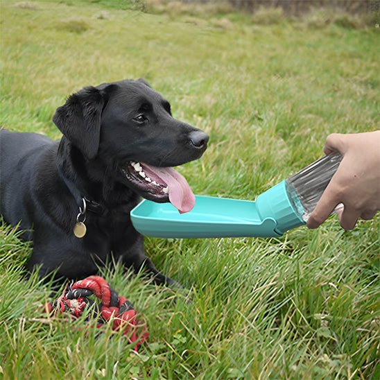 Gourde pour chien | Gourdog - empire chien