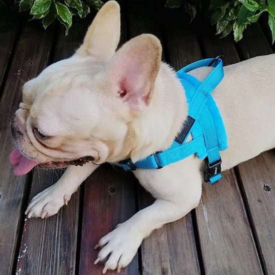 Harnais chien | Caniflash - empire chien