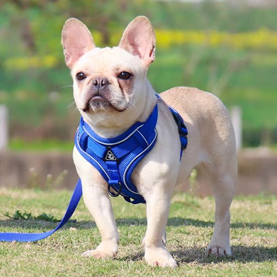 Harnais chien | PetiHarn - empire chien