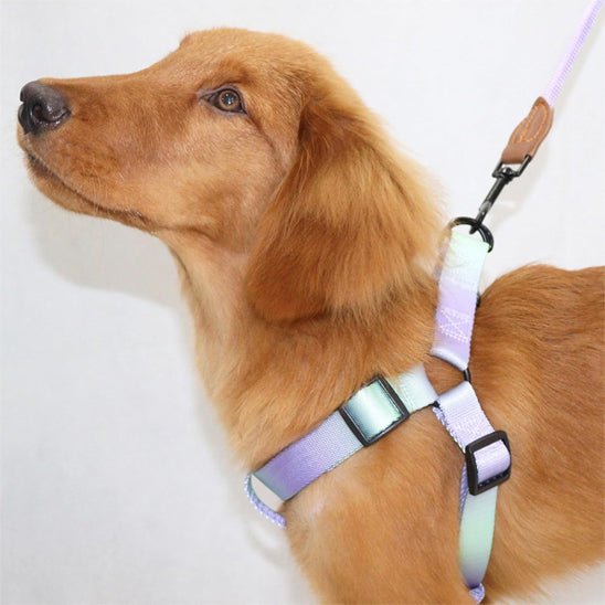 Harnais pour chien | ChicHarnais - empire chien