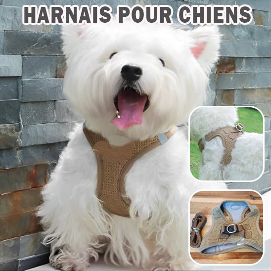 Harnais pour chien | HarnaisToutou - empire chien