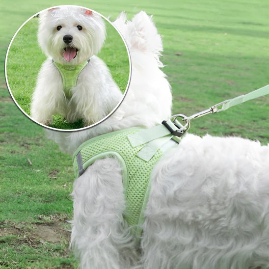 Harnais pour chien | HarnaisToutou - empire chien