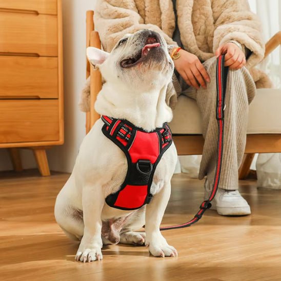 Harnais pour chien | LumiDog - empire chien