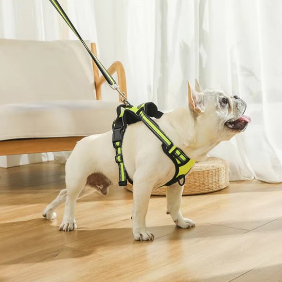 Harnais pour chien | LumiDog - empire chien