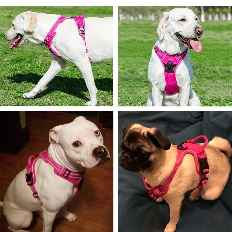 Harnais pour chien | LumiDog - empire chien