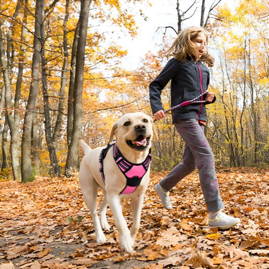 Harnais pour chien | LumiDog - empire chien