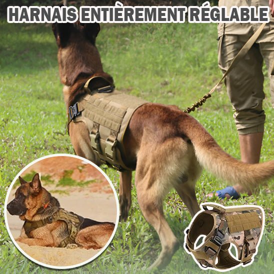 Harnais pour chien | Mollinoux - empire chien